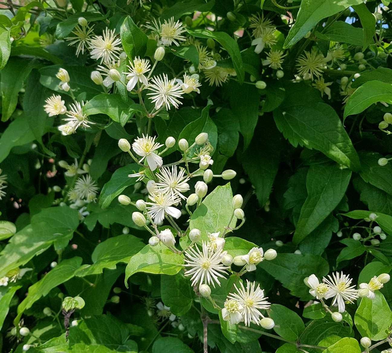 Powojnik bylinowy clematis 2 szt. P9 K10