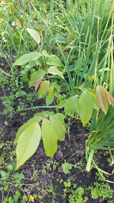 Виноград, винний, декоративний, горіх грецький, саджанці