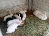 Кролики-гібриди (білий панон та французький висловухий)