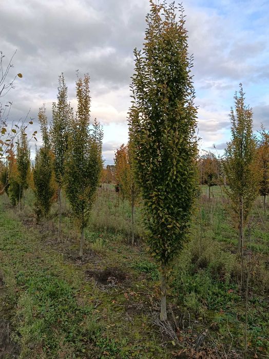 Wierzba iwa.Topola osika,brzoza brodawkowata,jesion wyniosły,grab,buk