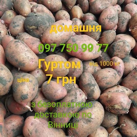Картопля домашня ОПТОМ від 1000 кг вартість 7 грн за кг