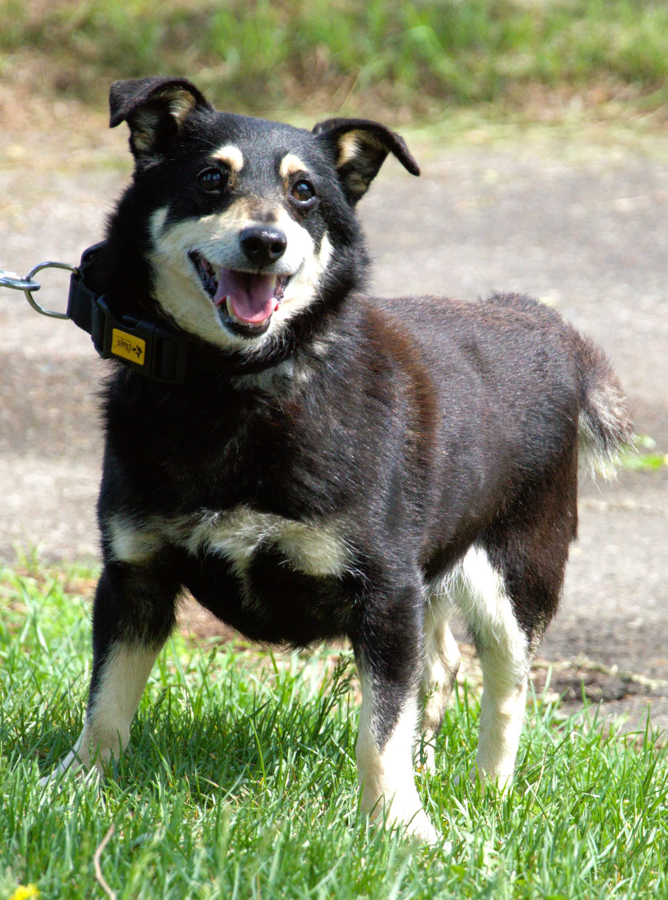 Hugo - pies do adopcji!!!