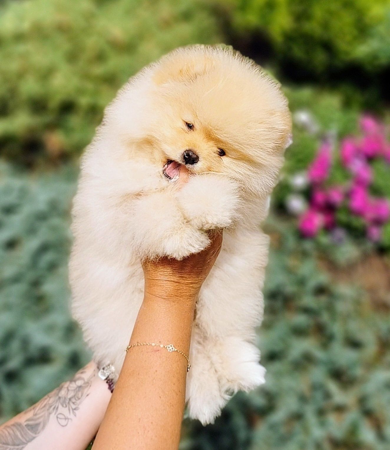 Cudowny, mały miś szpic miniaturowy - pomeranian ZKwP/FCI
