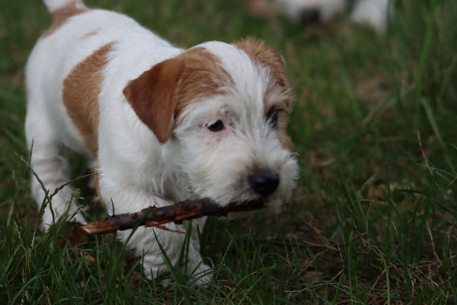 Jack Russell Terrier