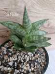 Sansevieria#Nillin#Sprzedam#Nadwyzka#