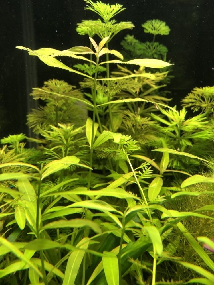 Super zestaw roślin do akwarium dla początkujących
