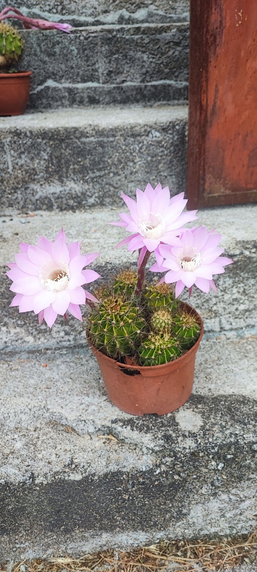 Planta cacto suculenta