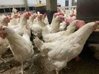 Sprzedaż Kur Niosek cena 15 zł Leghorn Lohman Sonia