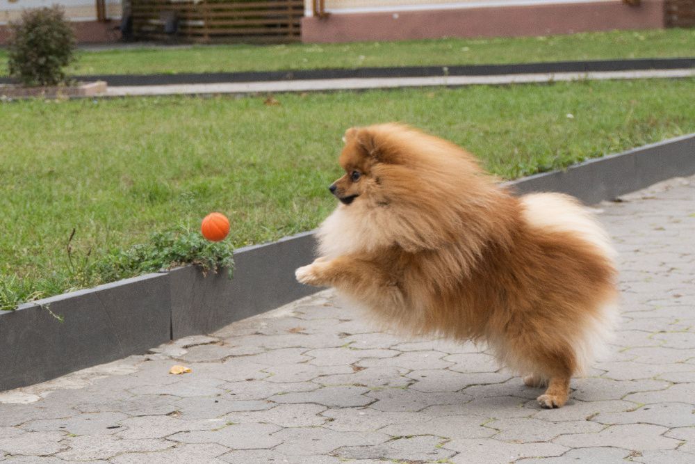 Мініатюрний шпіц