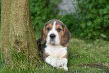 Beagle-śliczny piesek