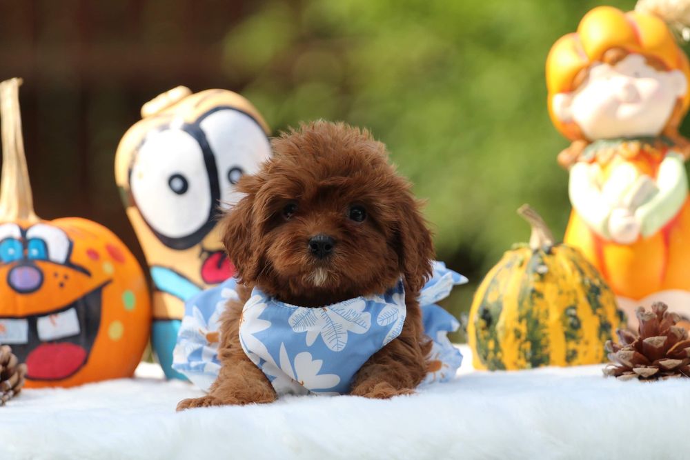Cavapoo , cavadoodle