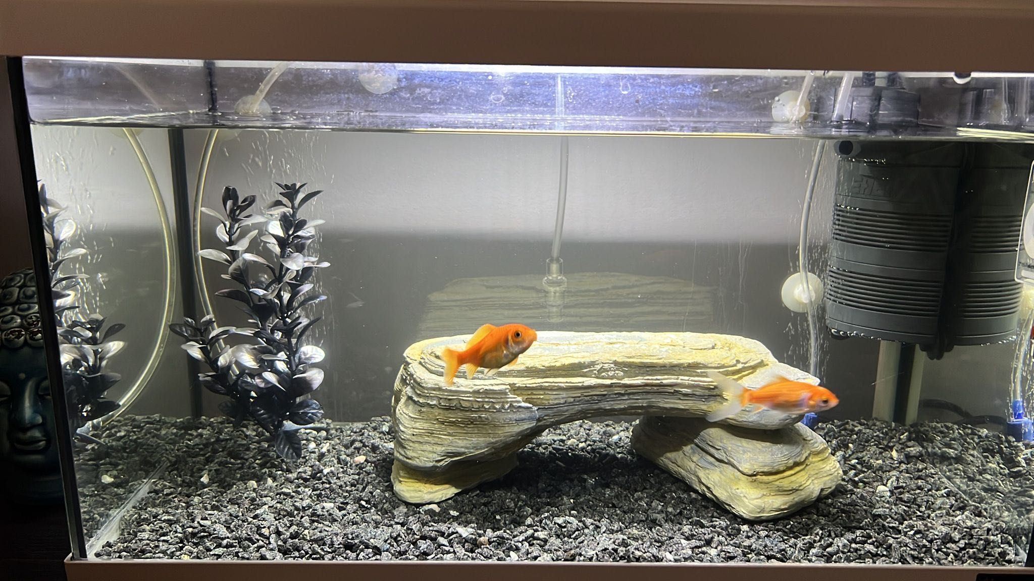 Aquário Aquatlantis 35L