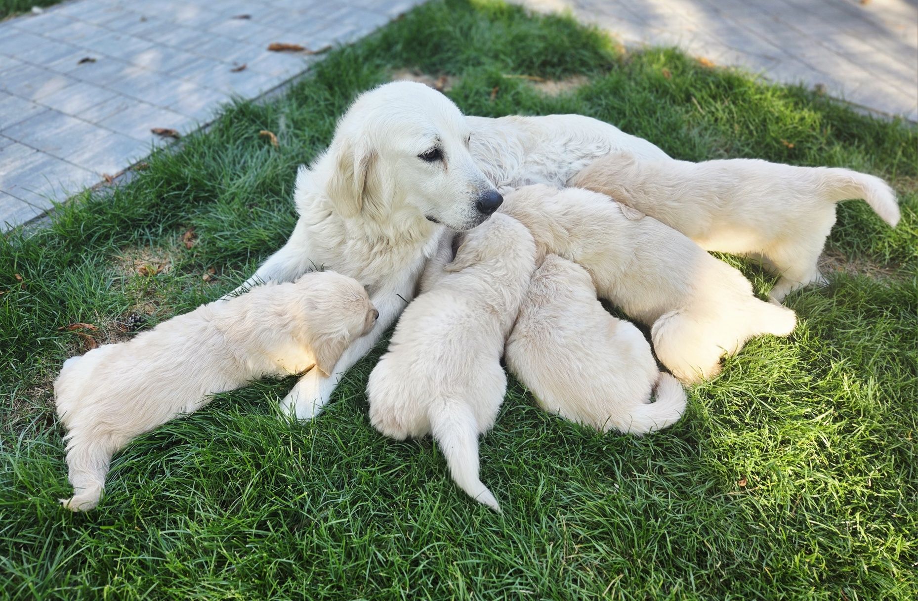 Szczeniak Golden Retriever