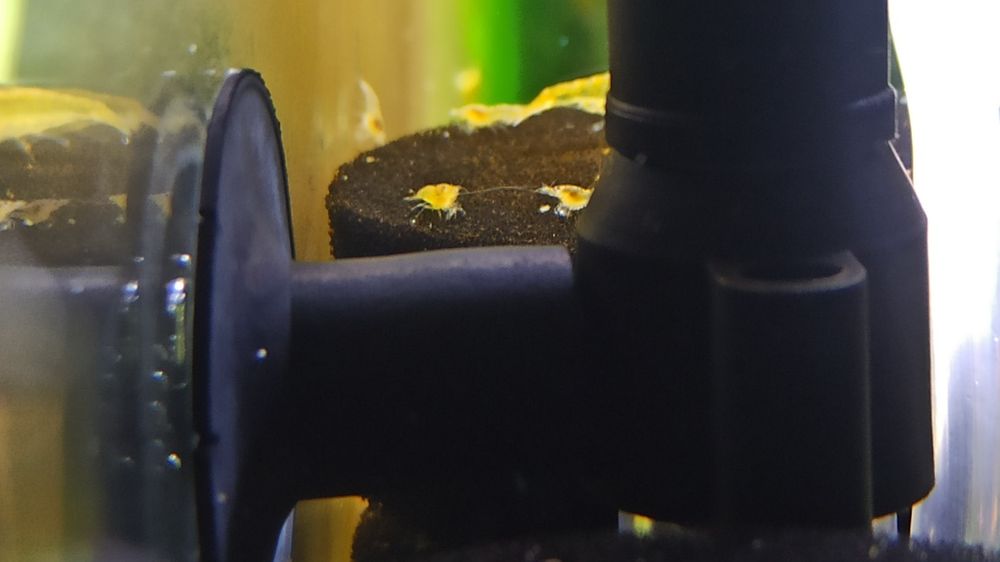 Krewetki Yellow Neon Neocaridina Żółte
