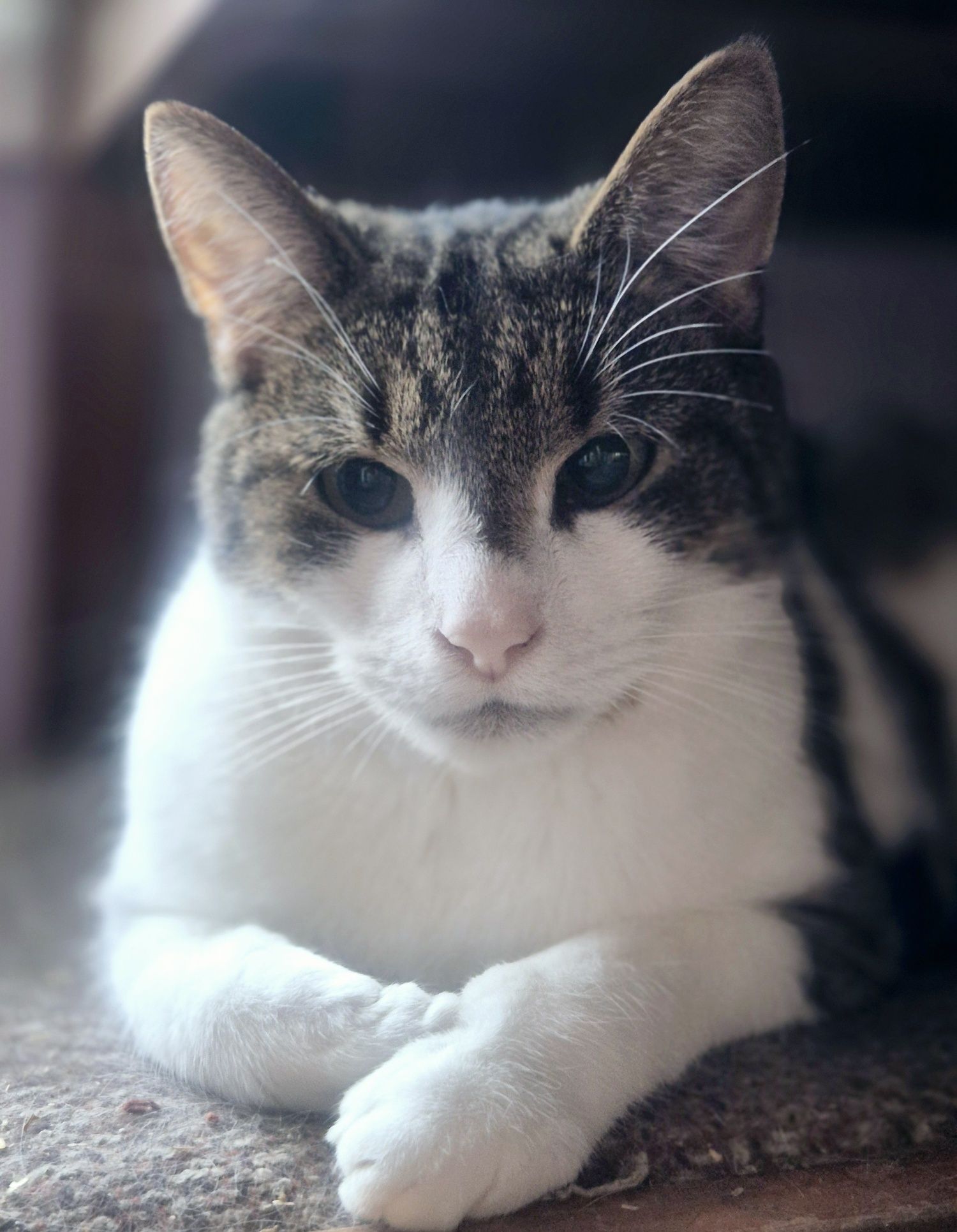 Ubiegłoroczna koteczka Mała Mi do pilnej adopcji .