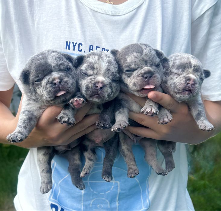 Мерлята дівчинка та хлопчики!Доставка по Україні та за кордон