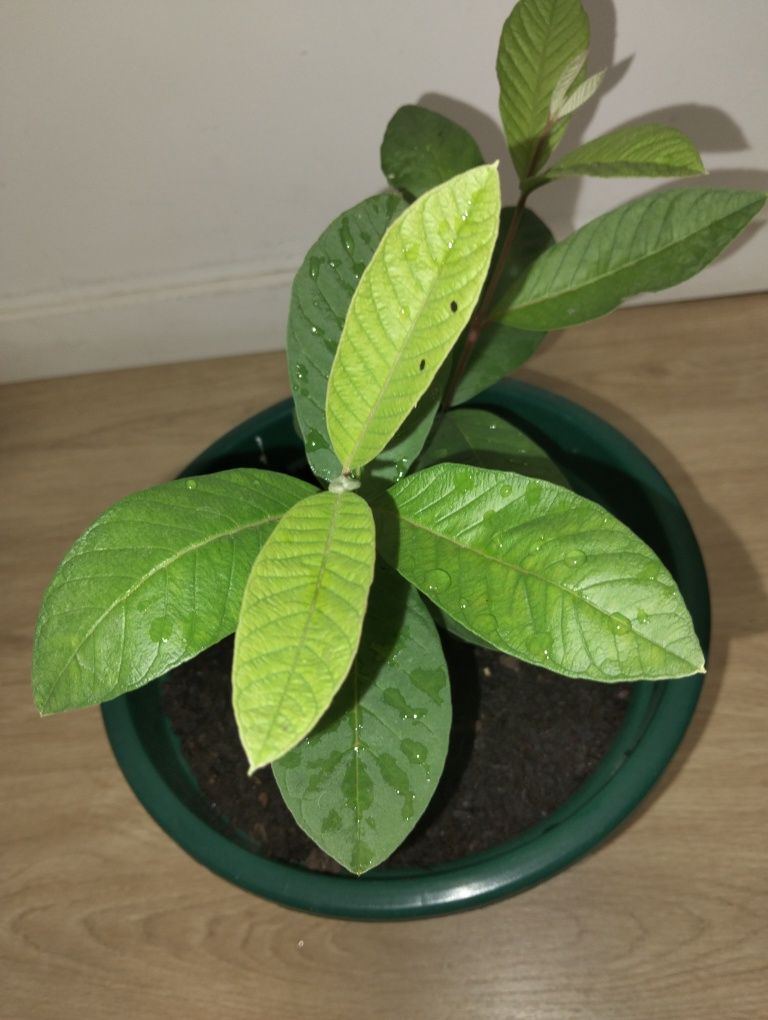 Várias frutíferas disponíveis