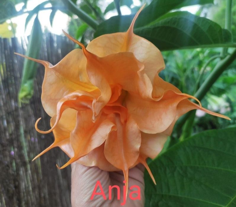 Brugmansja Datura  Anja