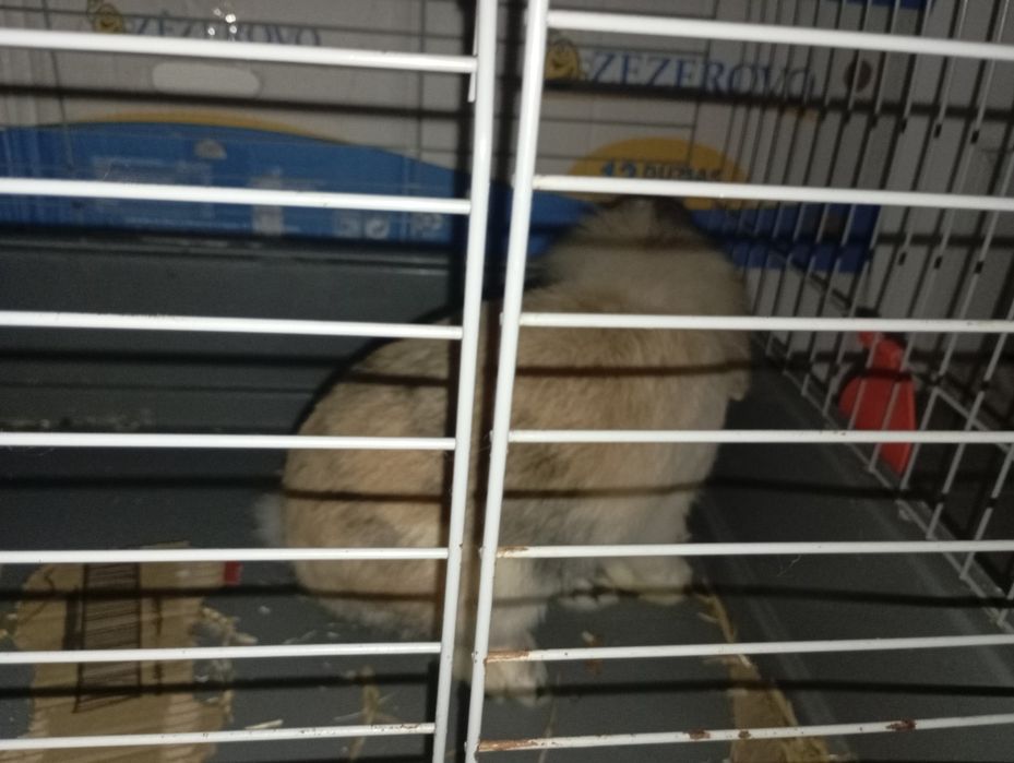 Pet doméstico coelho raça rara de valor entre 50-100€