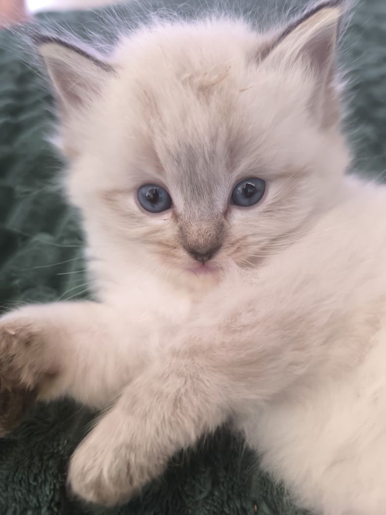 Ragdoll Kotka Seal Colorpoint Rodowód FPL,wielu utytułowanych pr