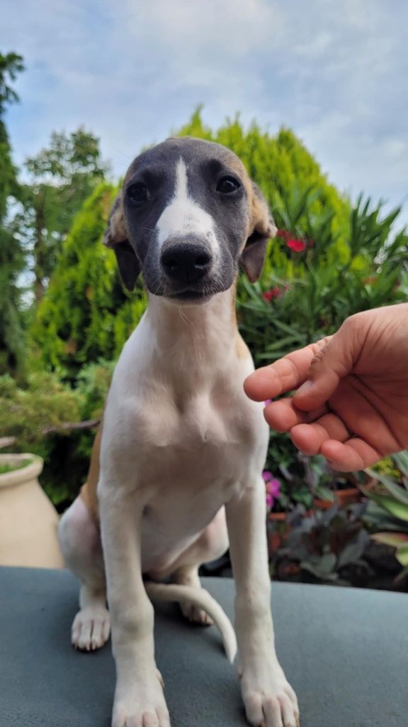Whippet szczeniak dziewczynka