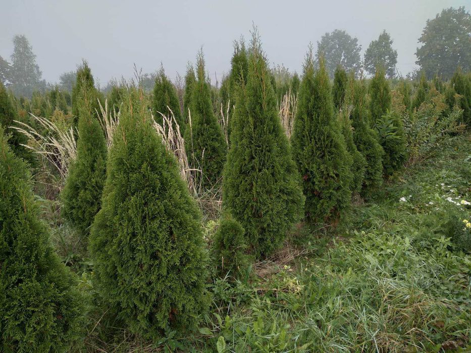 Jodła kaukaska - jesienne nasadzenia - plantacja