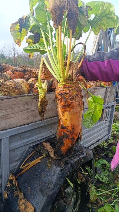 Продам кормовий буряк