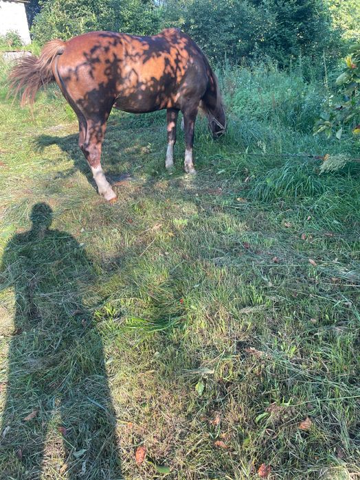 Продам кобилу спокійного