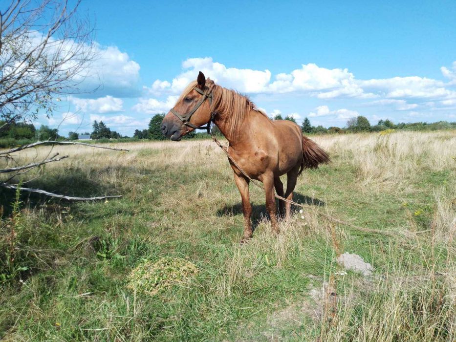 Кобила 9 років здорова
