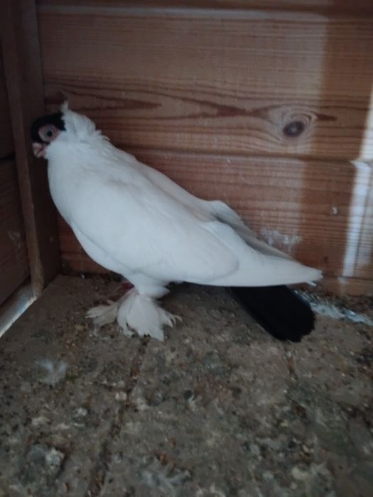 Gołębie ozdobne - krymek