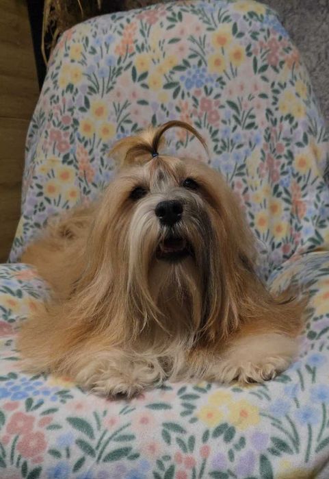 Hawańczyk, piękne umaszczenie chłopak Bigi