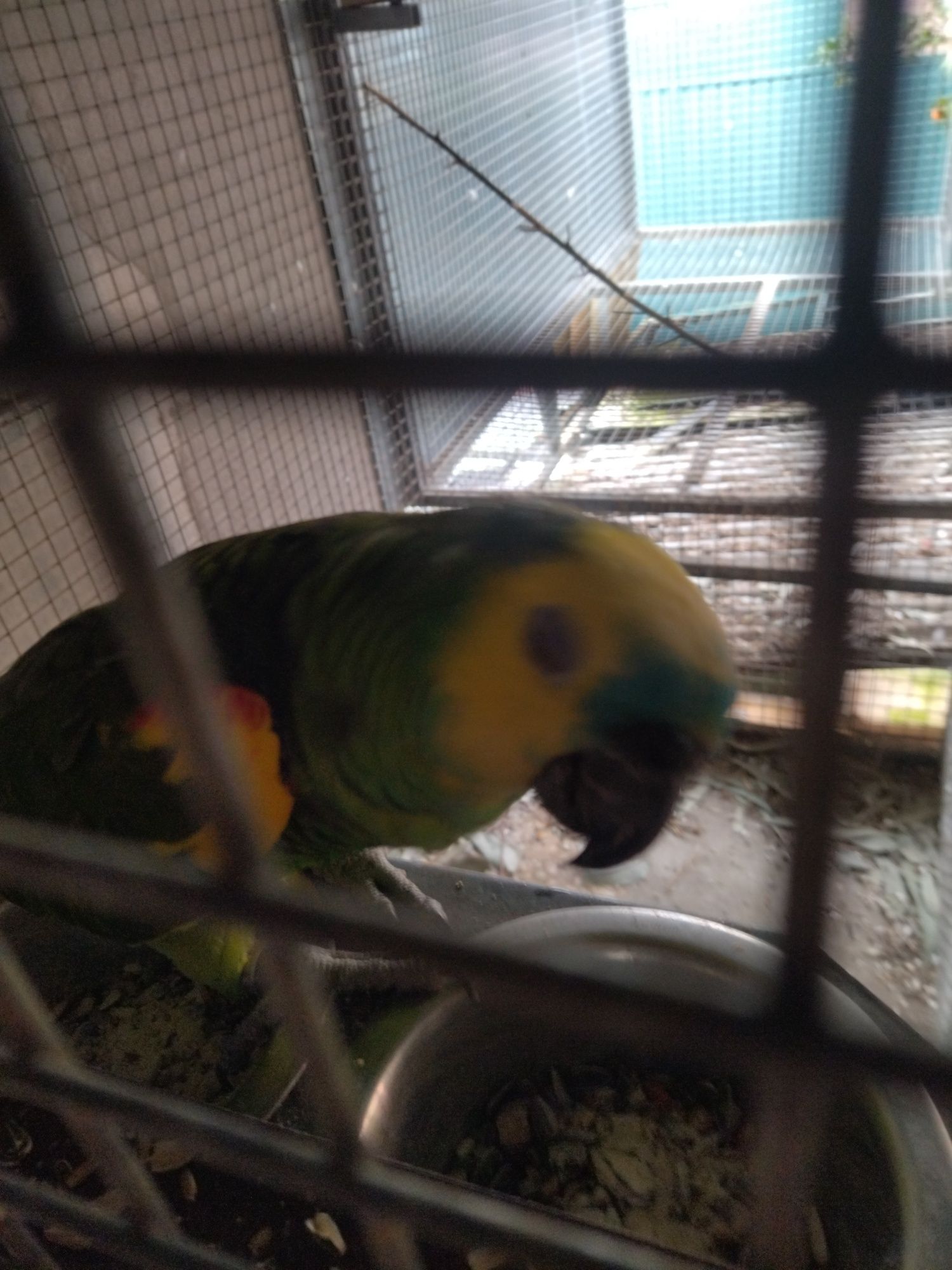 Papagaio astiva adulto