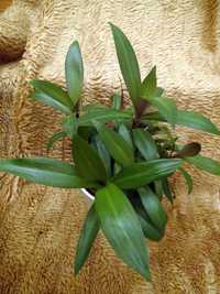 Trzykrotka - roślina w doniczce produkcyjnej i osłonce ceramicznej