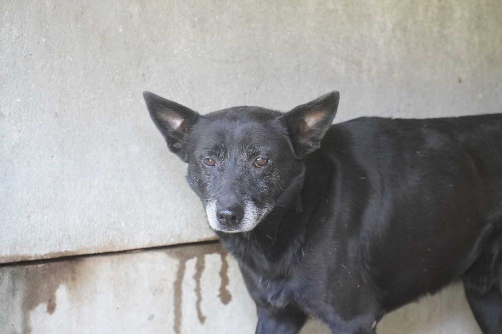 Kruk - staruszek szuka domu