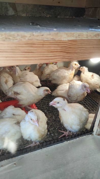 Перепела фенікс техас