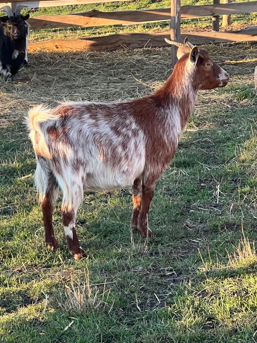 Карликова козочка коза
