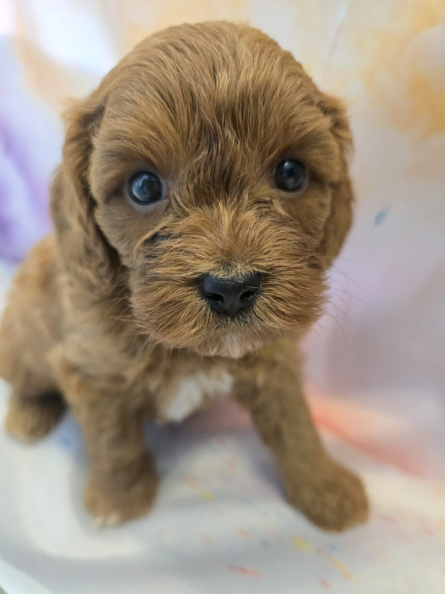Cavapoo chłopiec cackapoo /maltipoo