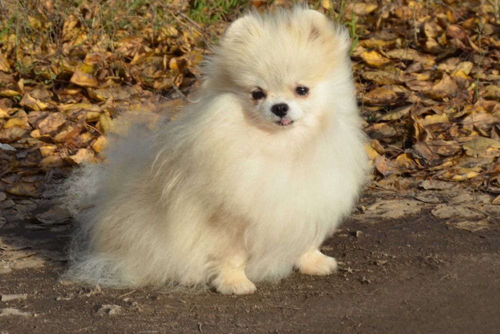 Взрослая крошка не для разведения.