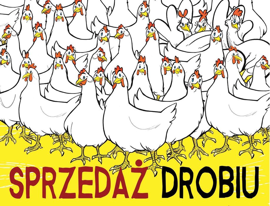 Kurczak Brojler (żółte nóżki) Ferma Drobiu w Woli Chorzelowskiej.