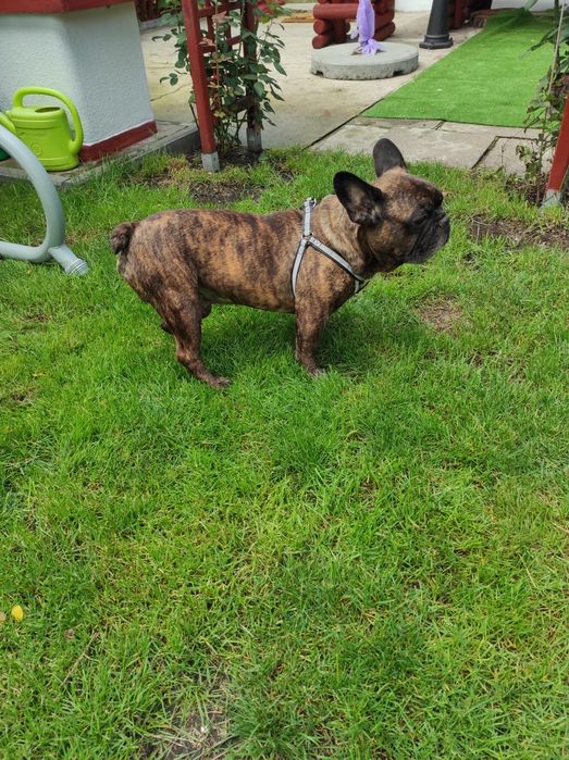 Buldog Francuski Reproduktor!!! 2 umaszczenia .