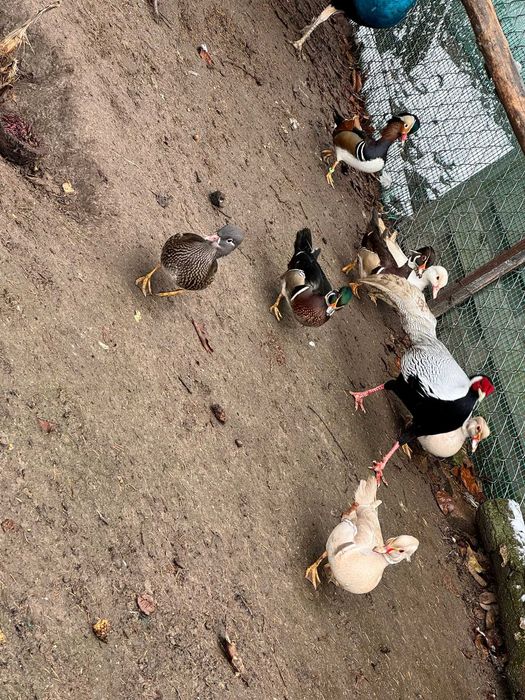 Sprzedam kaczki Mandarynki.