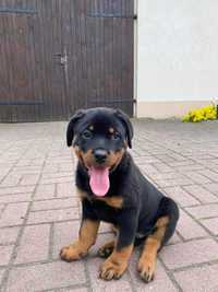 Piesek rasy rottweiler