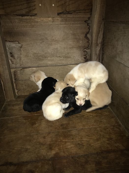 Telhas usadas varias