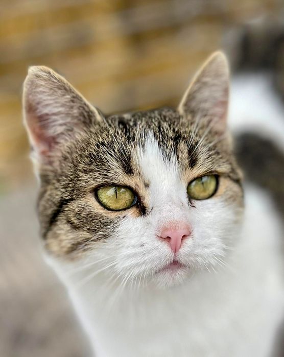 Krysia prosi o dom ...