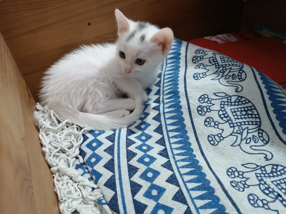Doação de gatinhos