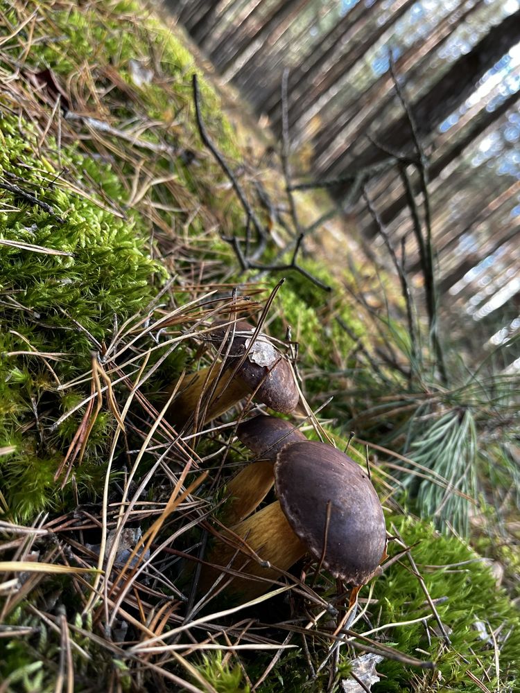 Siedlisko domek podlasie wies Krzywa prąd i woda