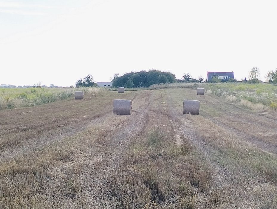 Słoma bele 125x120 zebrana bez deszczu.