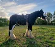 Piękny Shire Horse ogier (SHS)