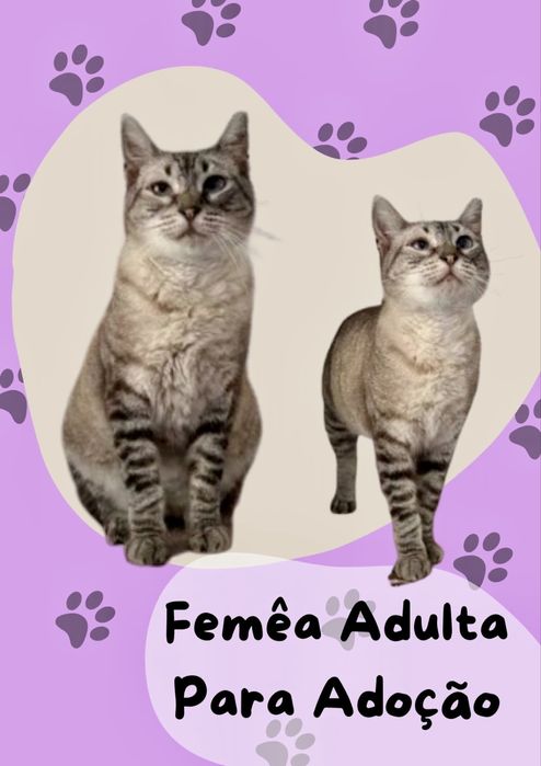 Gata adulta para adoção responsável