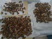 Figos secos pingo de mel caseiros